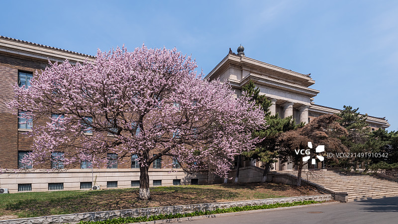 吉大基础医学院的杏花图片素材