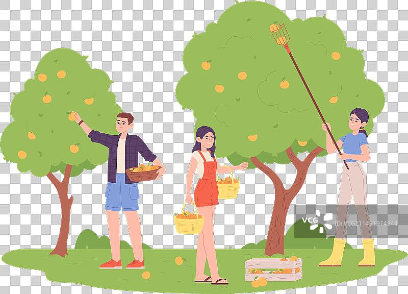 农场工人采摘苹果图片素材