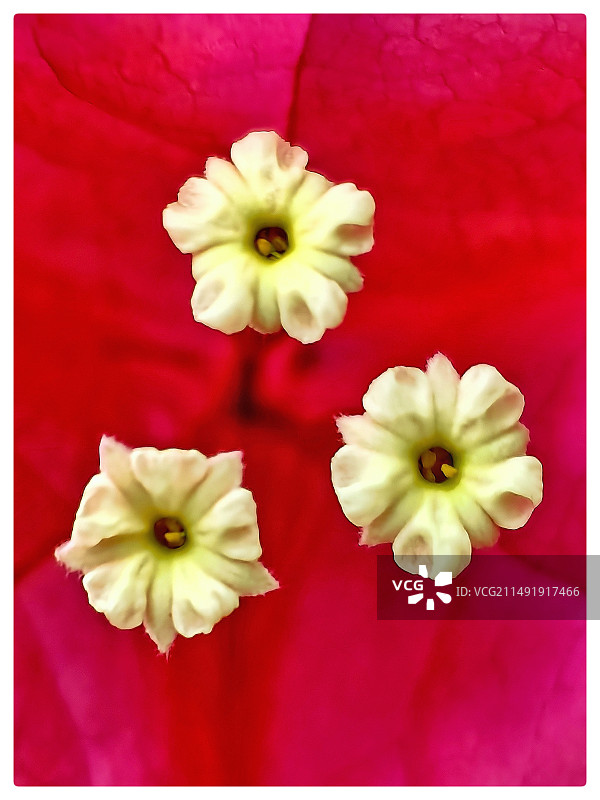 三角梅花蕊特写镜头图片素材