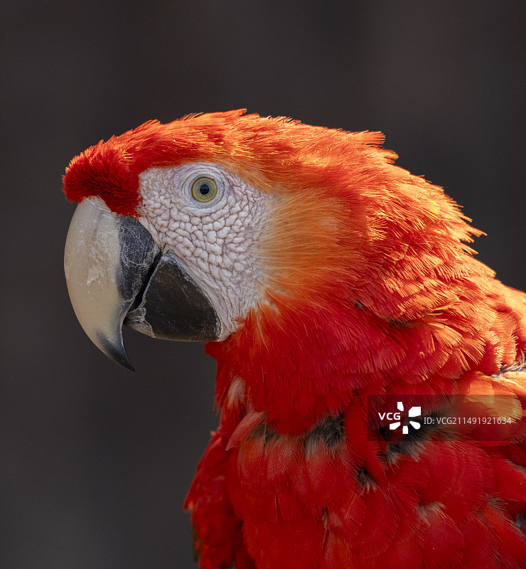 红金刚鹦鹉图片素材