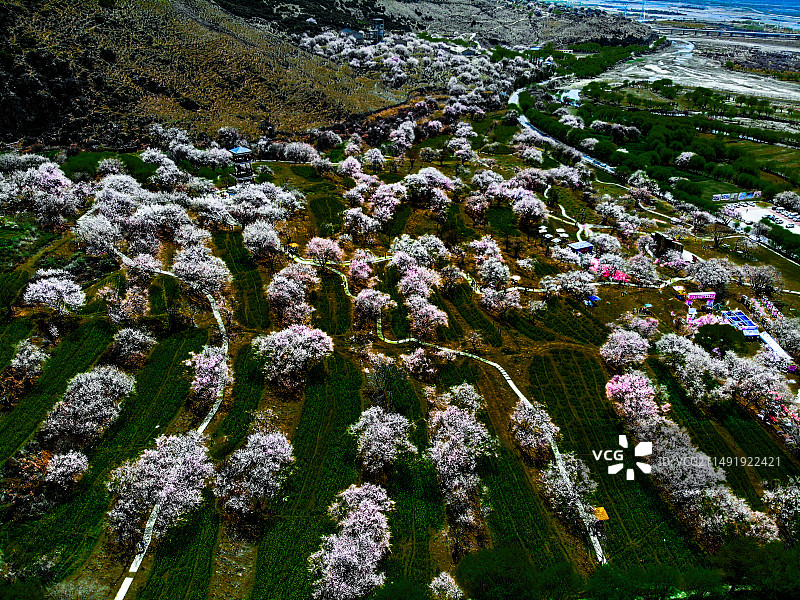 林芝桃花图片素材