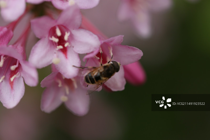 奥森春花图片素材