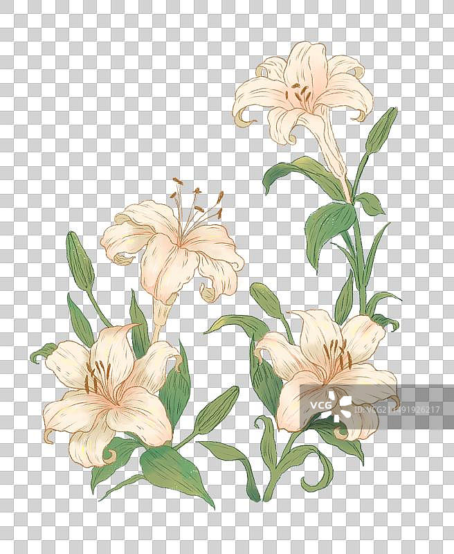 法式水彩肌理百合花图片素材