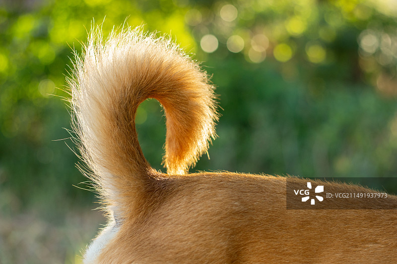 狗狗的尾巴特写宠物概念图片素材