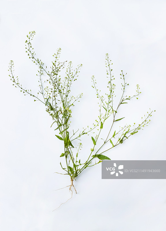 白色背景前的野荠菜图片素材