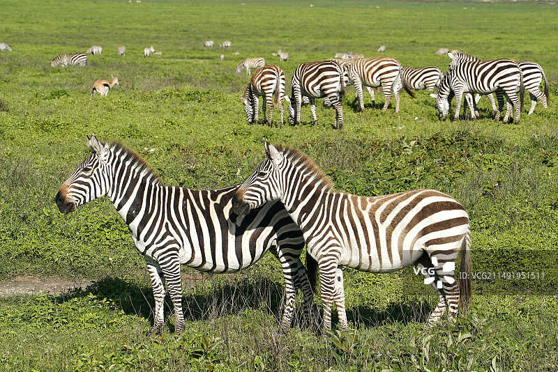 坦桑尼亚｜非洲动物大迁徙图片素材