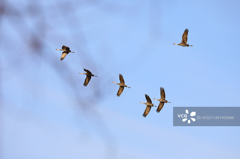 白头鹤图片素材