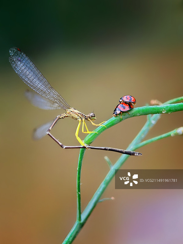 豆娘与瓢虫的交响曲图片素材