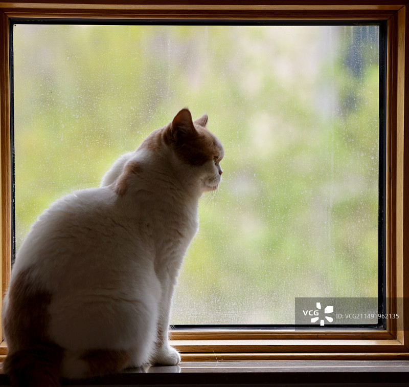 画中猫图片素材