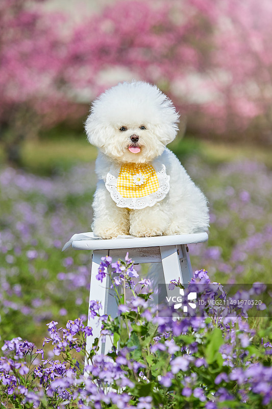 小狗在紫色花海中图片素材