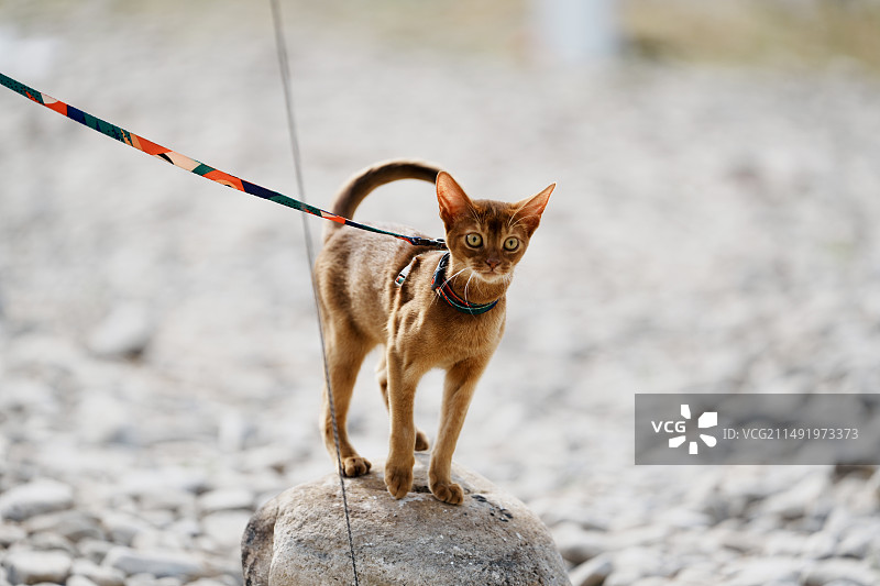 阿比西尼亚猫图片素材
