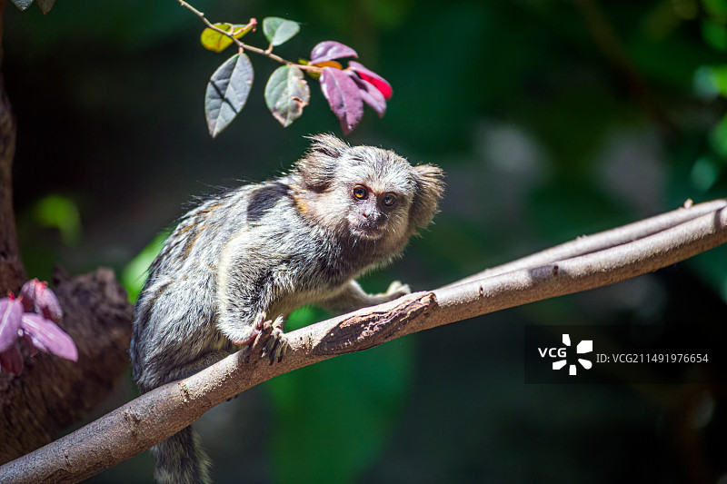 红山动物园的普通狨图片素材