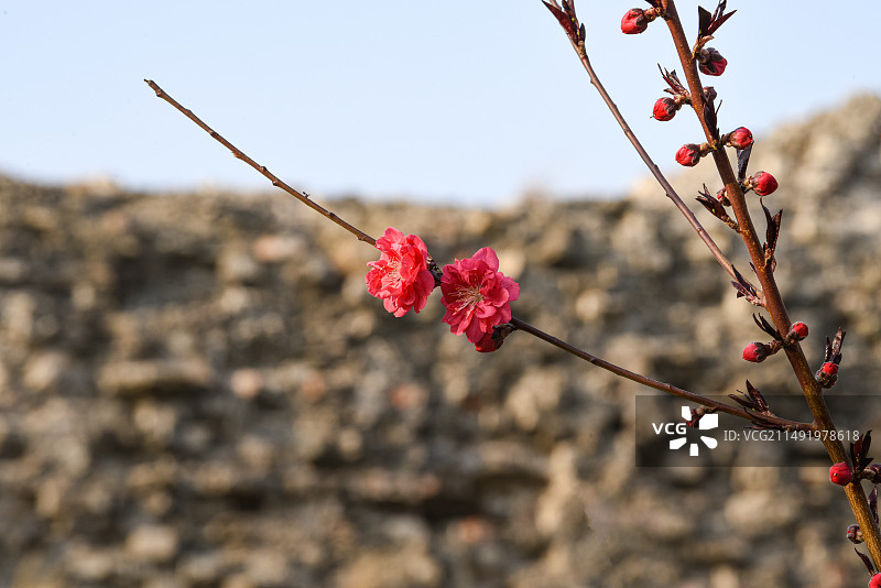 春季北京明城墙边正红色美人梅花开图片素材