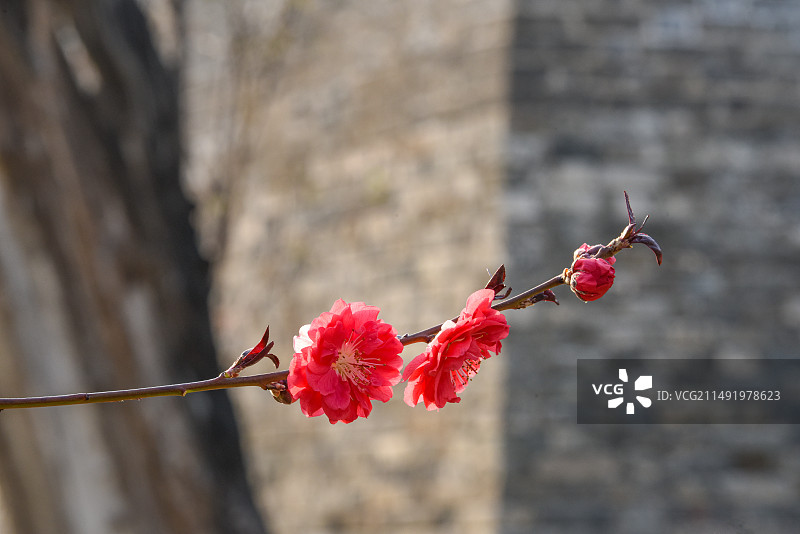 春季北京明城墙边正红色美人梅花开图片素材
