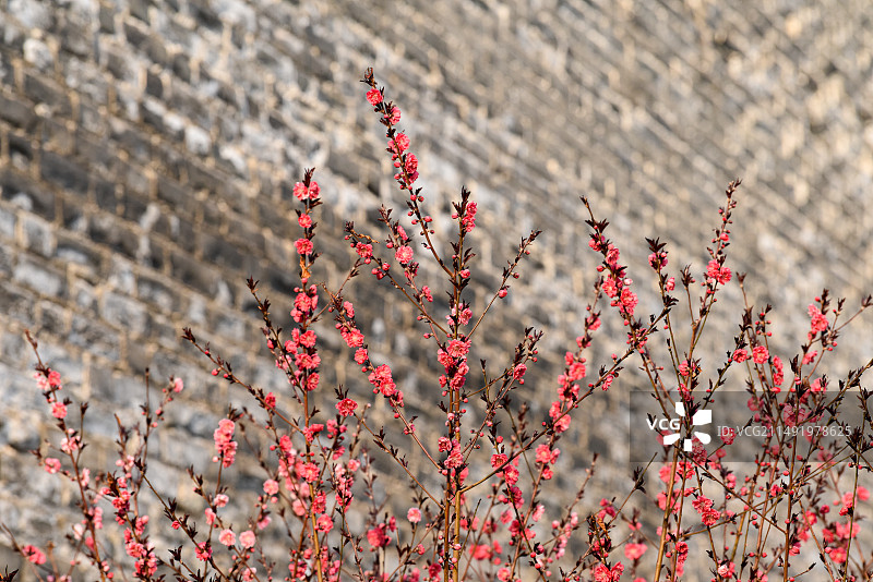 春季北京明城墙边正红色美人梅花开图片素材