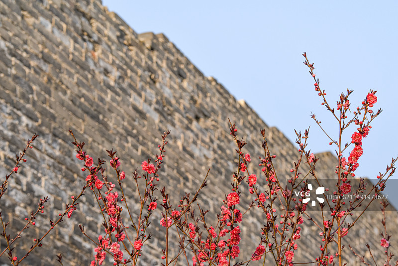 春季北京明城墙边正红色美人梅花开图片素材