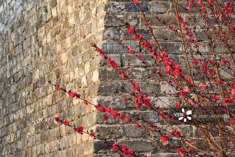 春季北京明城墙边正红色美人梅花开图片素材