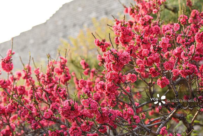 北京明城墙下的正红色山桃花春季花开特写图片素材