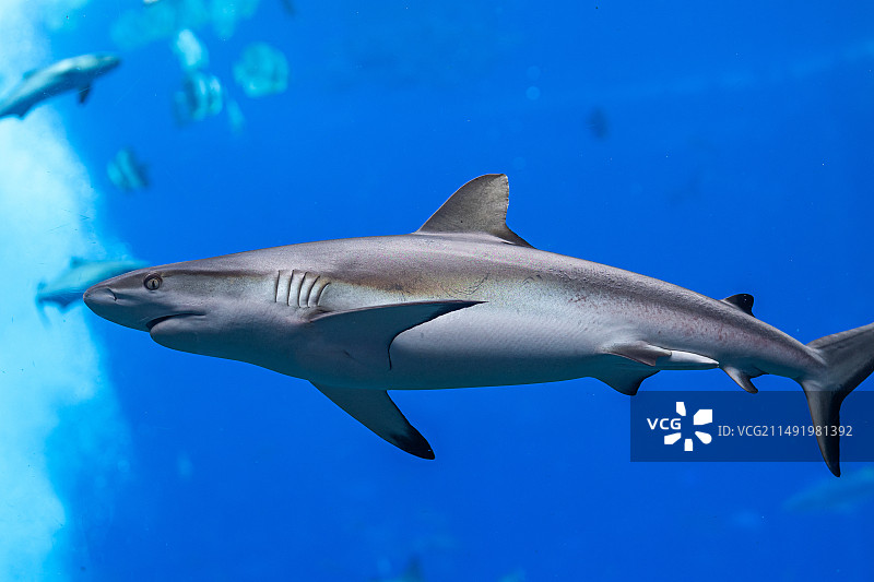 水族馆里的鲨鱼图片素材