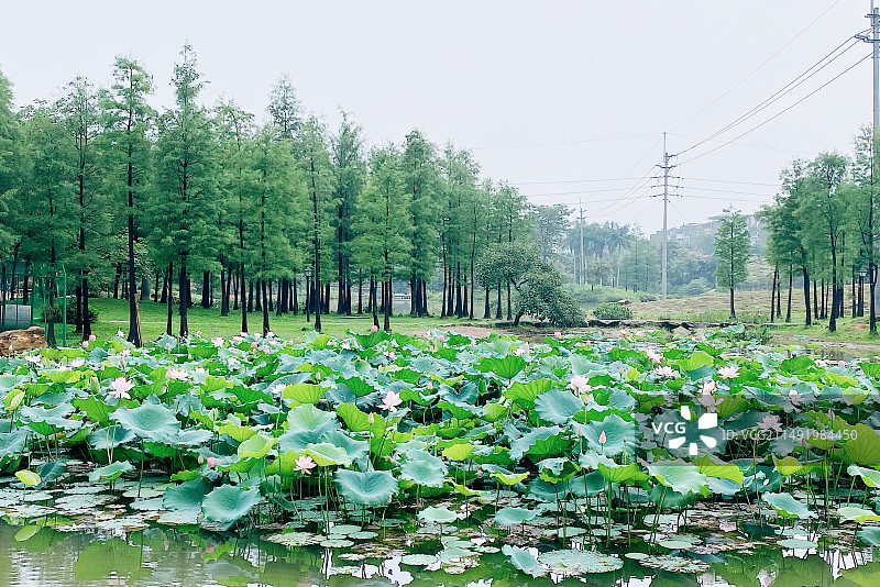 公园里的荷花池图片素材