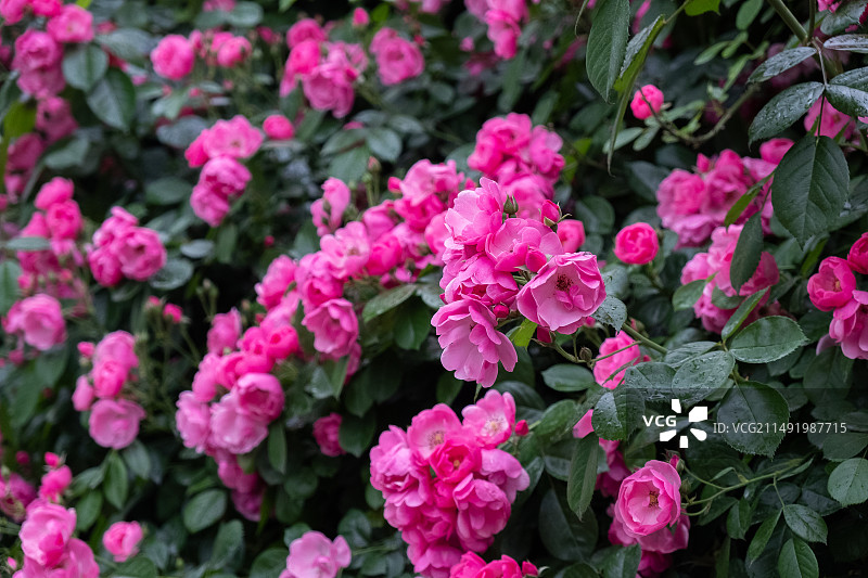 雨后的粉色蔷薇花沾满露水露珠图片素材