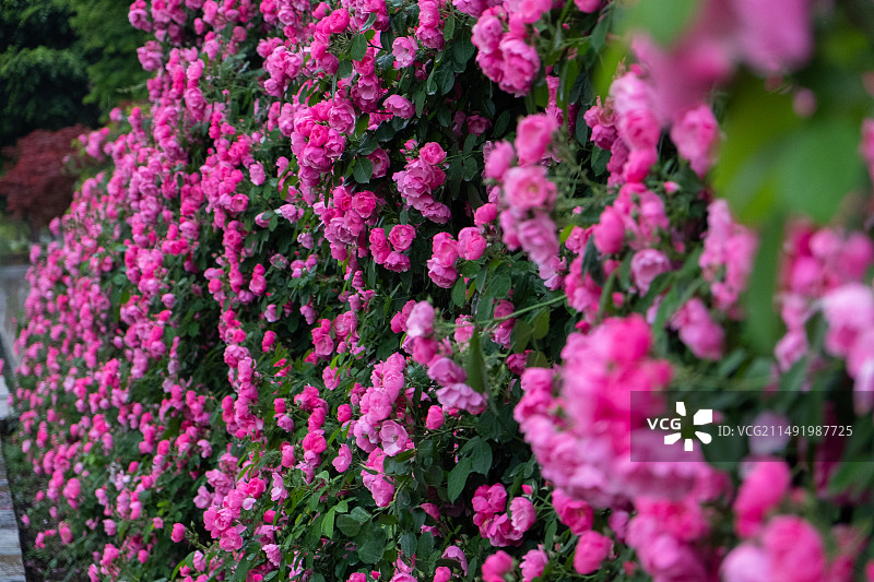 雨后的粉色蔷薇花沾满露水露珠图片素材