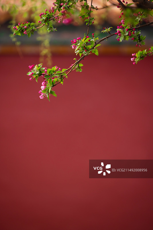 海棠花,花蕾,红墙,故宫,春天图片素材