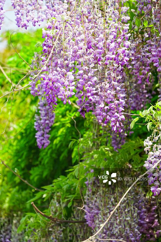 紫藤花图片素材