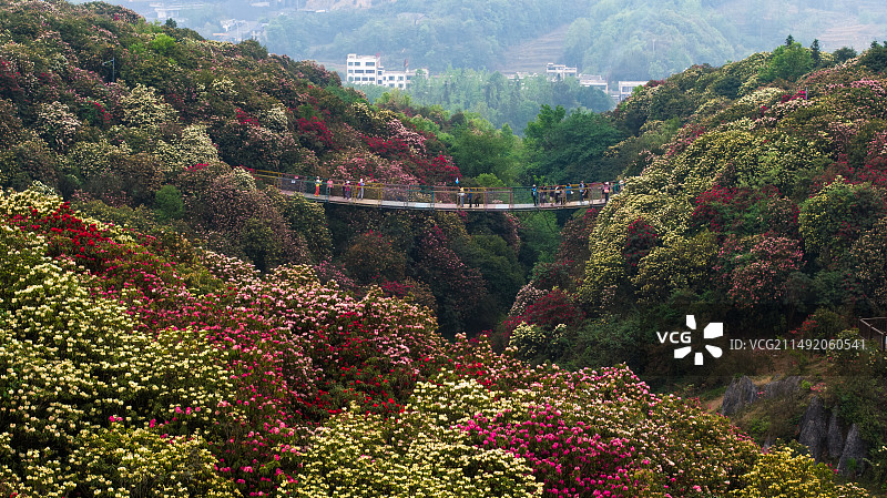 毕节百里杜鹃景色图片素材
