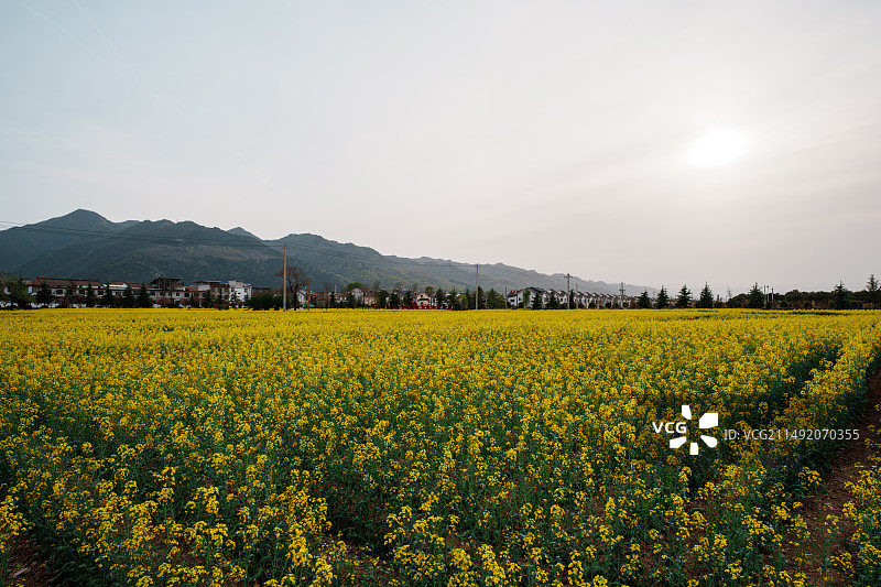 西安周至县油菜花景观图片素材