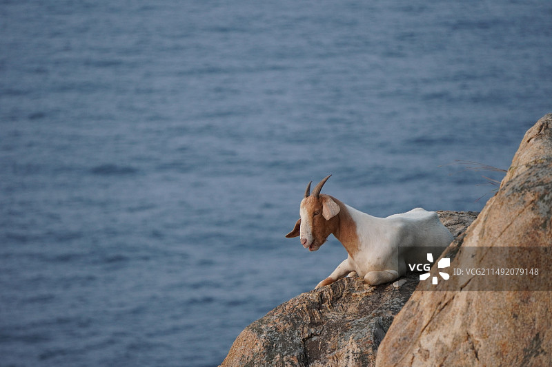 动物世界图片素材