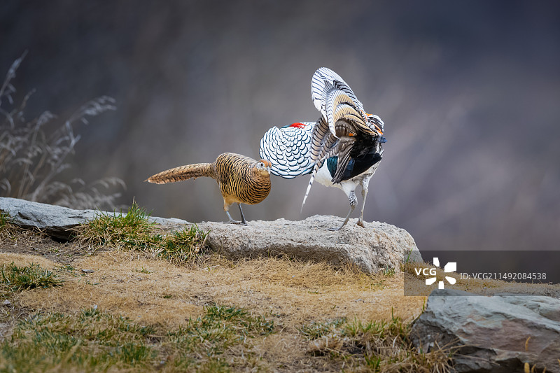 白腹锦鸡图片素材