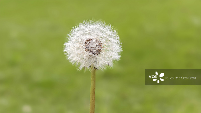 蒲公英图片素材