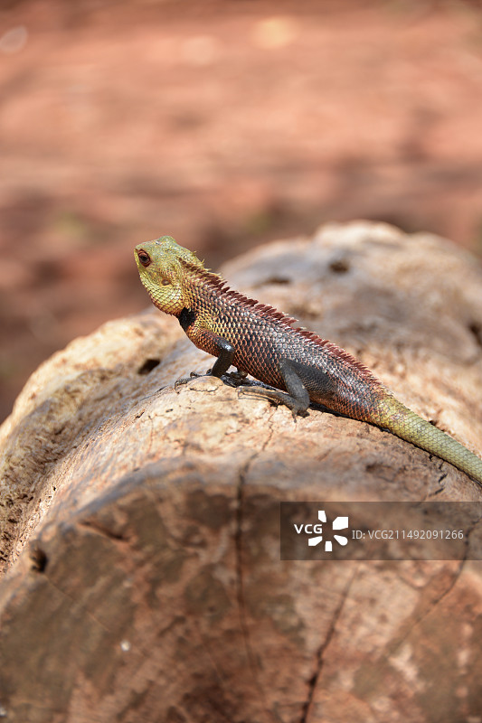 蜥蜴图片素材