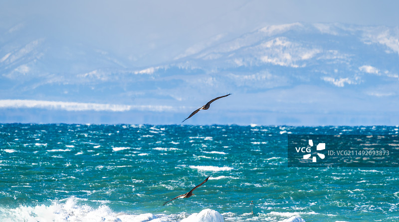 日本北海道的海雕顶着暴风雪盘旋图片素材