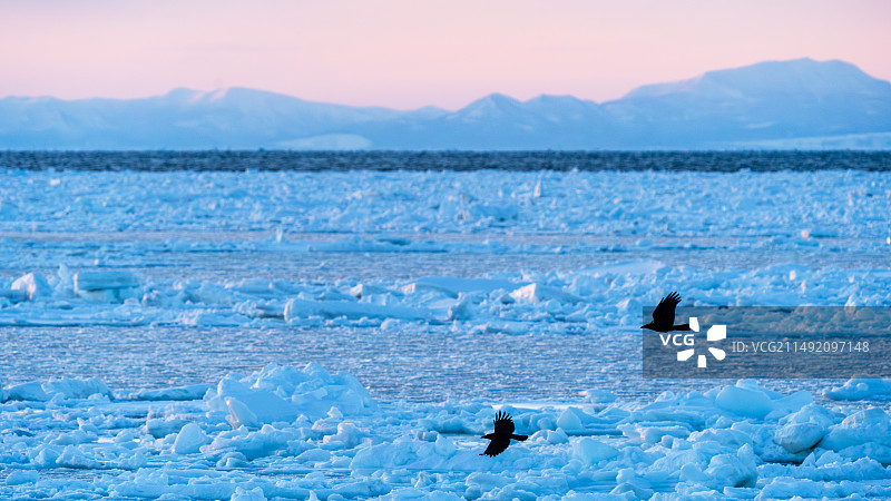 日本北海道冬季流冰上的晚霞飞鸟图片素材