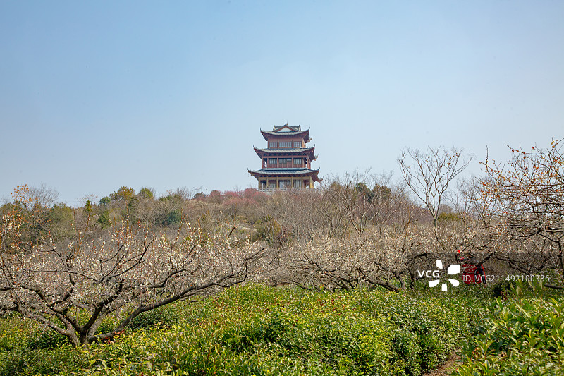 南京溧水傅家边梅花山风光图片素材
