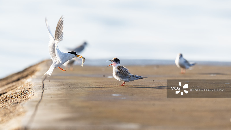 白额燕鸥图片素材