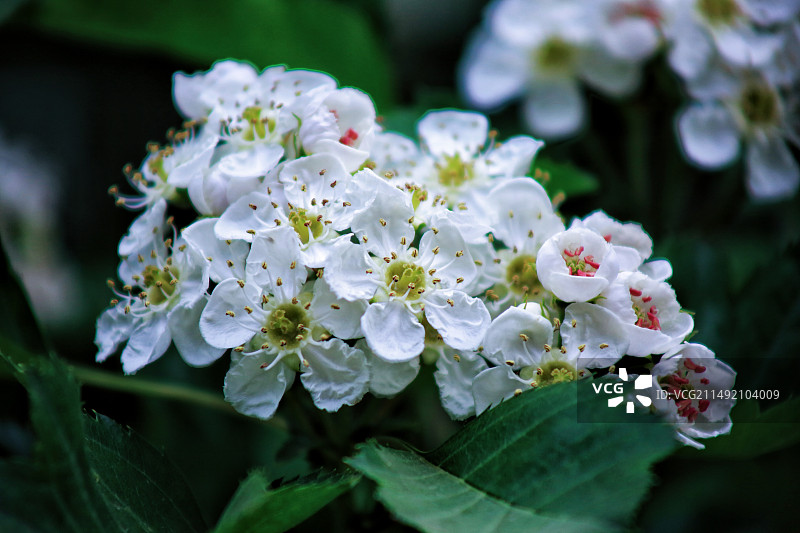 雄安新区雄县美景随拍图片素材