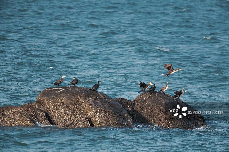 暗绿背鸬鹚图片素材