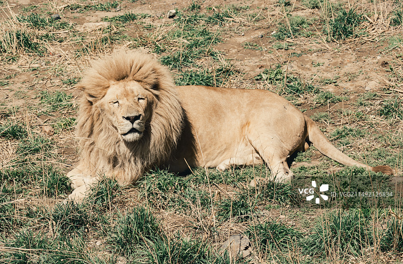 春日午后阳关下晒太阳的非洲狮特写图片素材