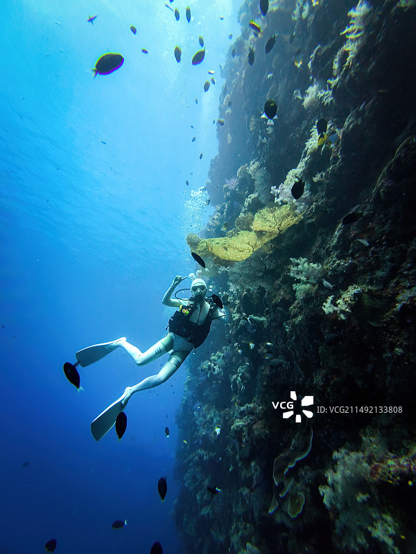 帕劳峭壁潜水图片素材