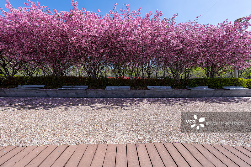 春天的山坡上开满了鲜花图片素材