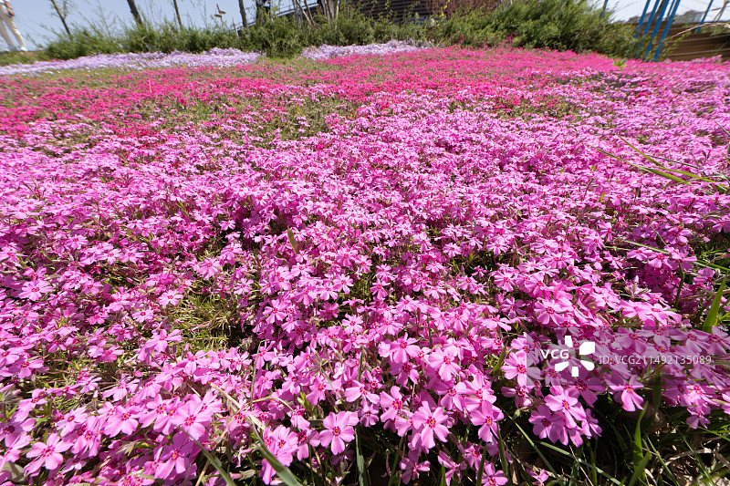 春天的山坡上开满了鲜花图片素材