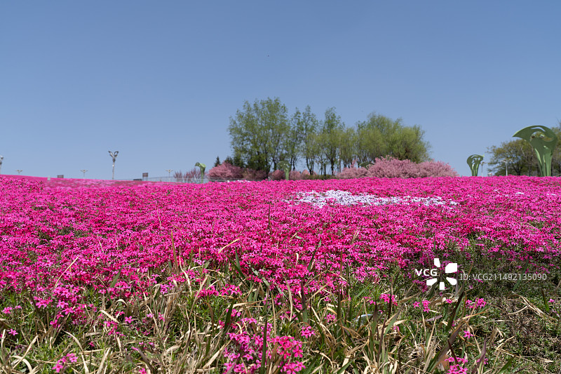 春天的山坡上开满了鲜花图片素材