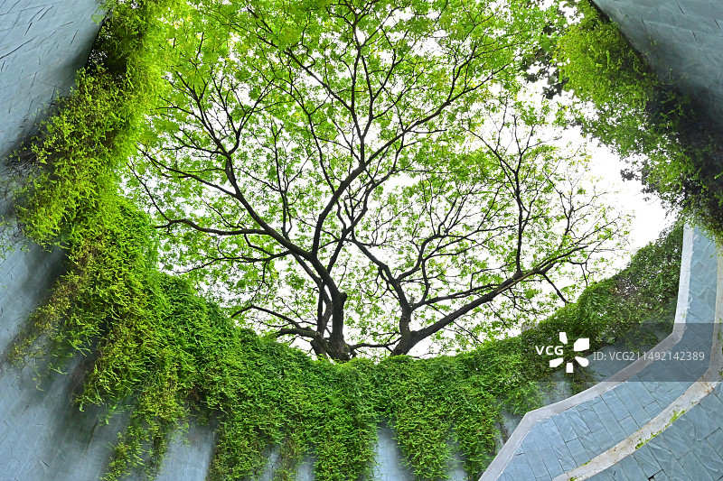 新加坡福康宁公园树洞图片素材