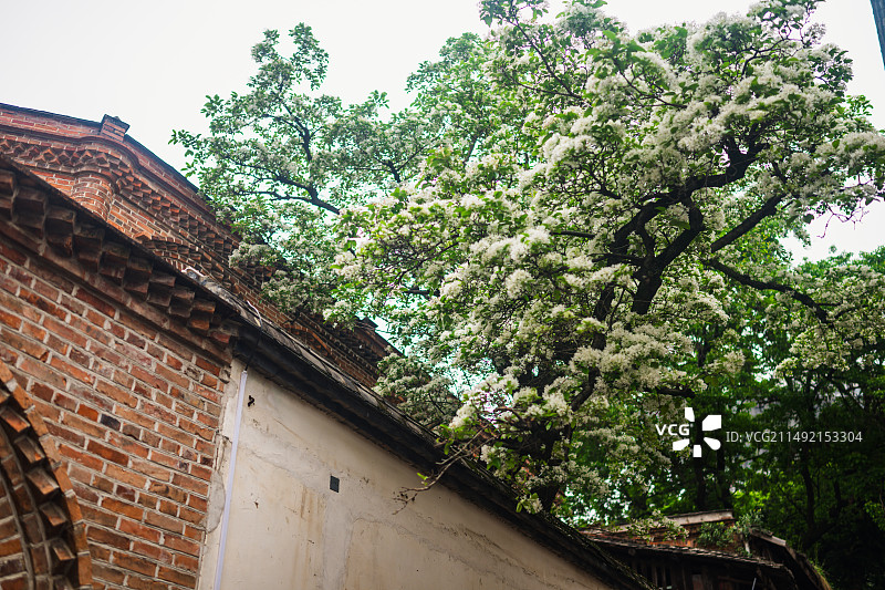福州流苏王图片素材