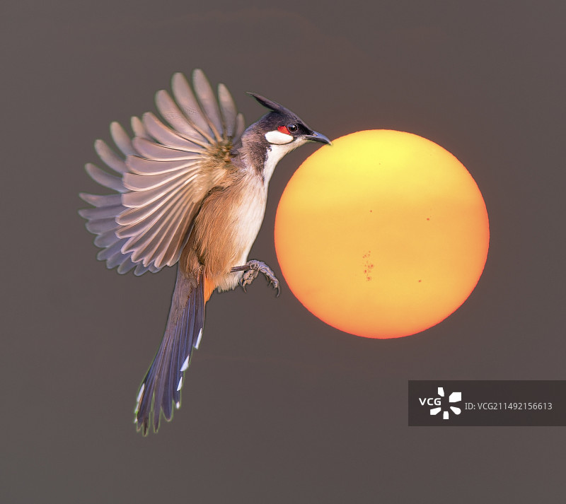 夕阳红耳鹎图片素材