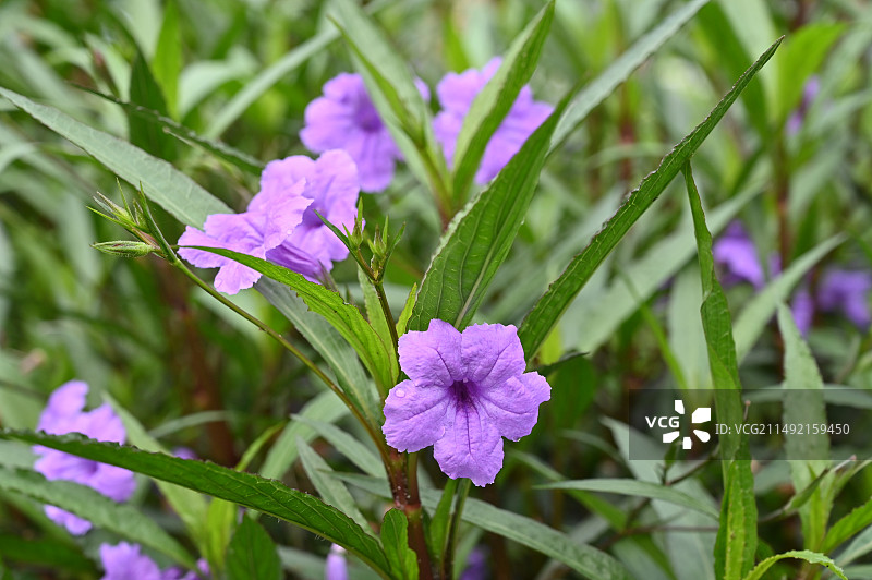 翠芦莉（蓝花草、兰花草）图片素材