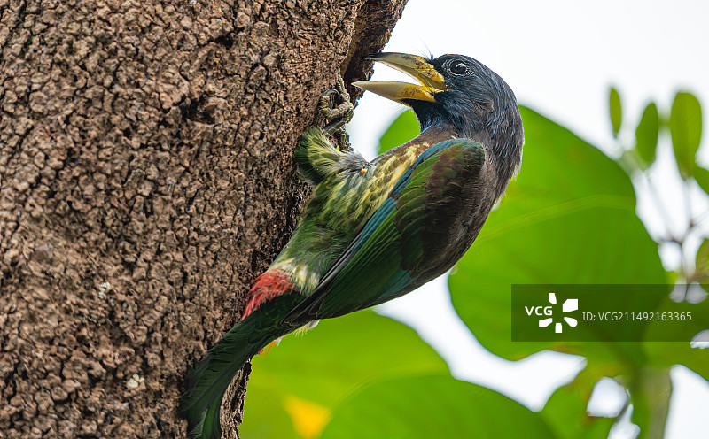 埋头苦干啄木鸟图片素材